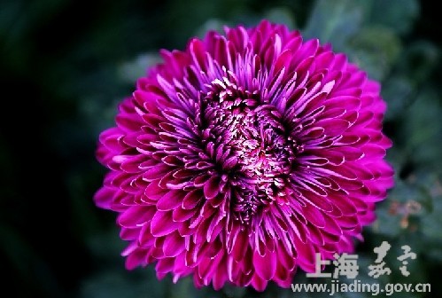 Chrysanthemum exhibition in Jiading