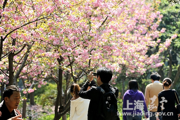 Jiading welcomes 150,000 visitors on Tomb-sweeping weekend