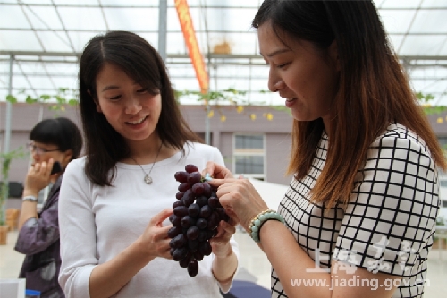 Malu Grape Festival to promote premium fruit