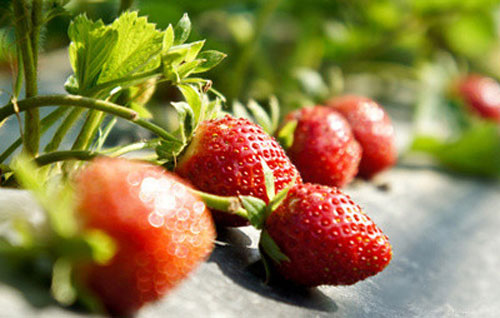 Winter Fruit-Picking Tour