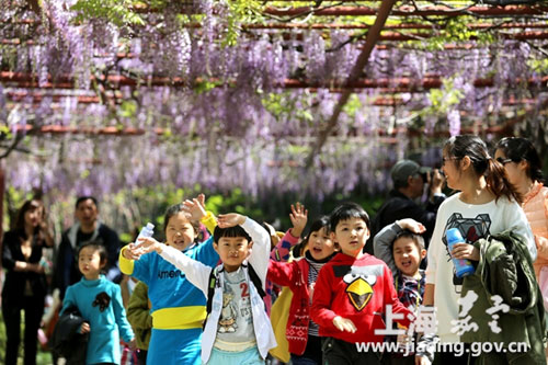 Wisteria blossoms delight visitors