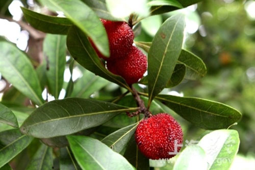 Enjoy summer fruits in Jiading