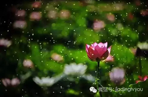 Smell fragrance beside Pond of Lotus