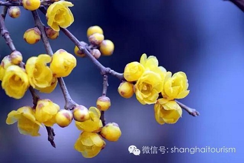 Winter activities available for visitors in Shanghai