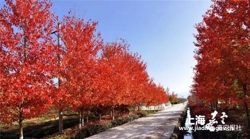 Jiading 'country park' set for Sept opening