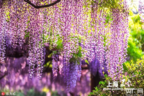 Wisteria in full bloom in Jiading