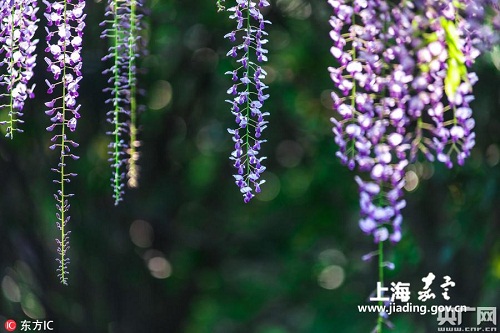 Wisteria in full bloom in Jiading