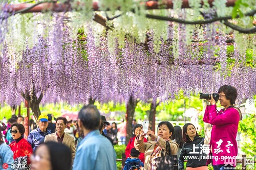 Wisteria in full bloom in Jiading