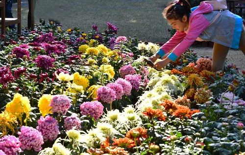 Chrysanthemum show opens in Jiading