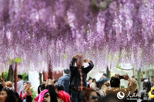 Enjoy blooming wisteria in Jiading