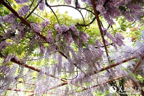 Enjoy blooming wisteria in Jiading