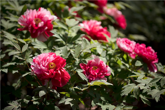 Jiading hosts flower festival in old tradition