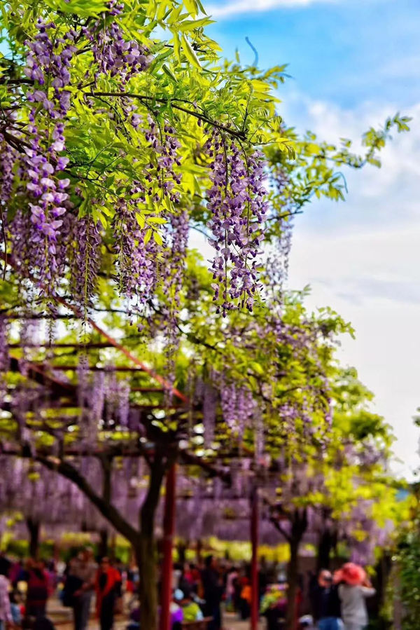 Enjoy wisteria blossoms in Jiading