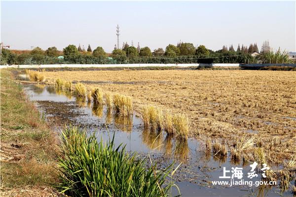 Paddy field turtles to hit the market in Jiading