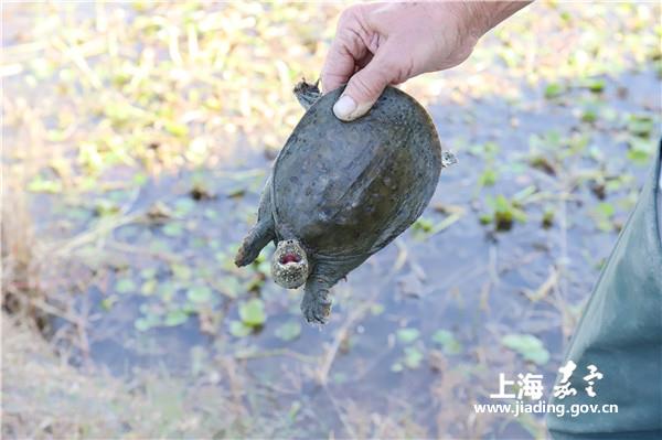 Paddy field turtles to hit the market in Jiading