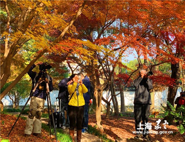 Colorful maple trees attract visitors to Jiading