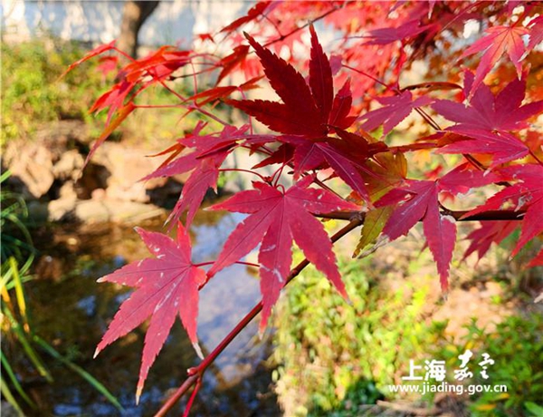 Colorful maple trees attract visitors to Jiading