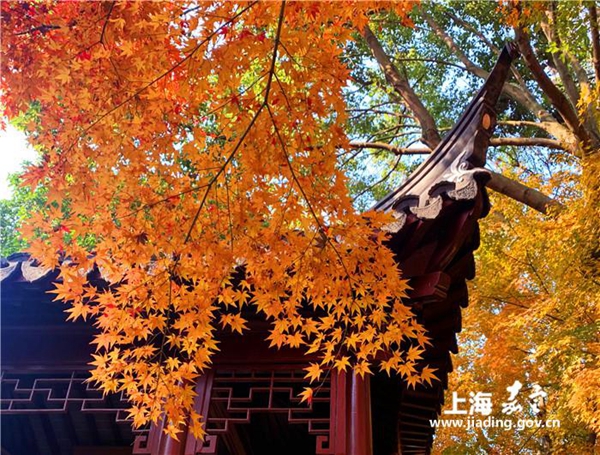 Colorful maple trees attract visitors to Jiading