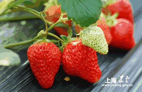 Strawberry season arrives in Huating town