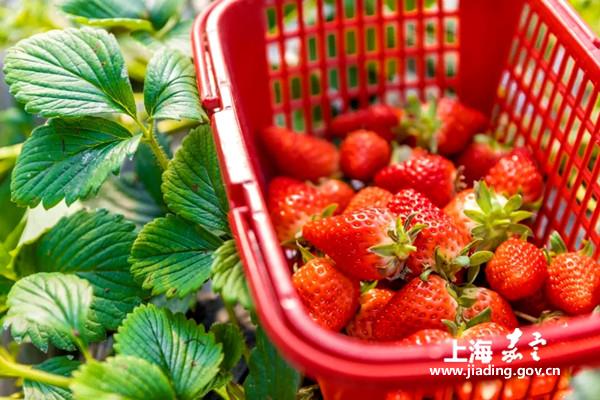 Strawberry season arrives in Huating town