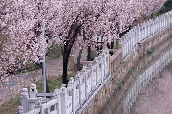 In pics: Jiading in pink and white