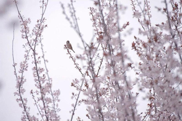 In pics: Jiading in pink and white