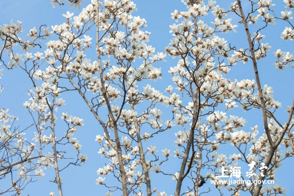 A colorful capture of Jiading in spring