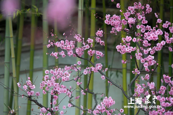 A colorful capture of Jiading in spring