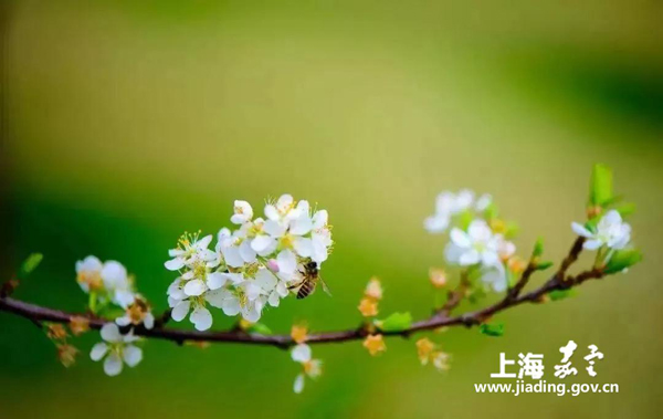 A colorful capture of Jiading in spring