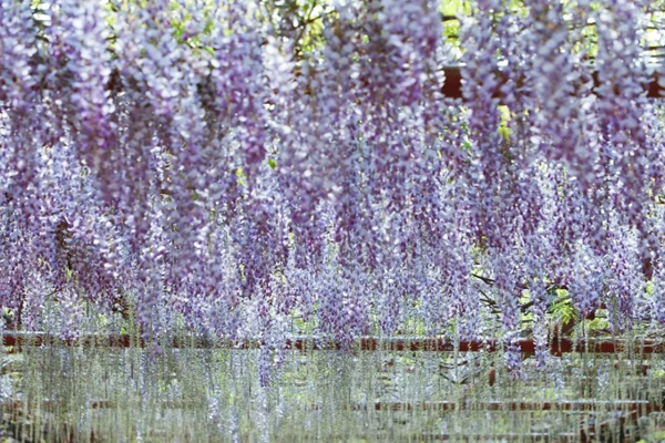 Pink and purple color up Jiading in spring