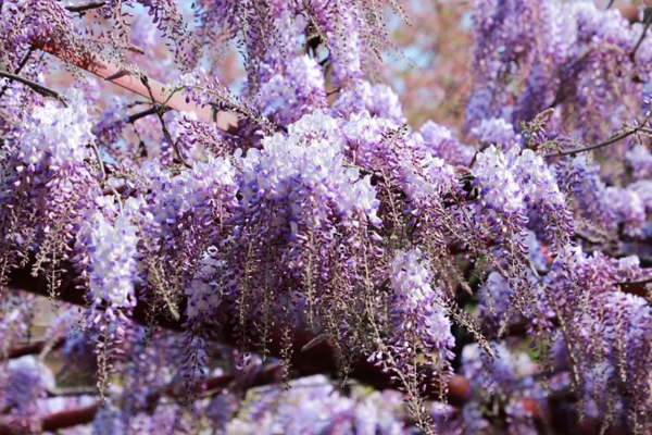 Pink and purple color up Jiading in spring