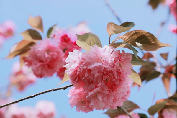 Pink and purple color up Jiading in spring