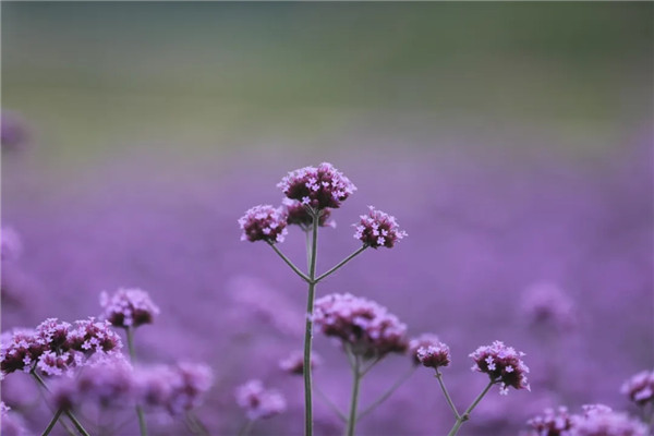 Jiabei Country Park in purple palette