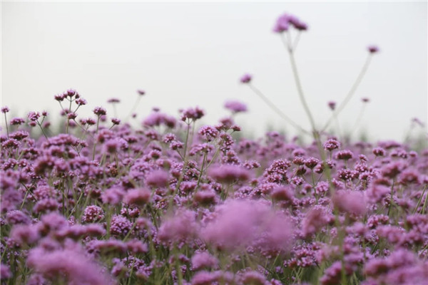 Jiabei Country Park in purple palette