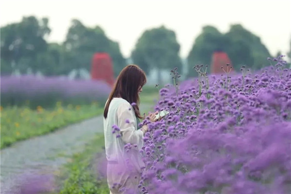 Jiabei Country Park in purple palette