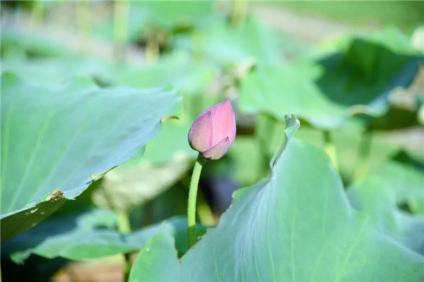 In pics: Lotus flowers in Jiading