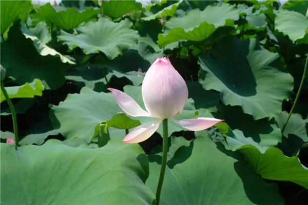 In pics: Lotus flowers in Jiading