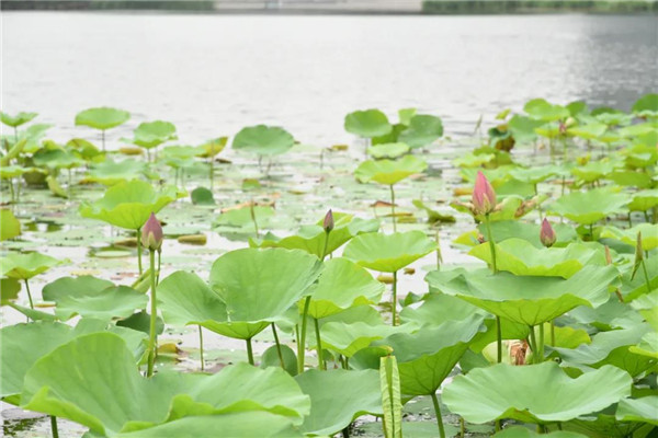 In pics: Lotus flowers in Jiading
