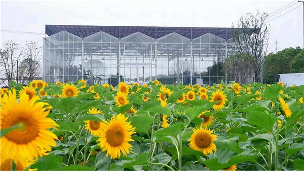 Scenery of sunflower field in Jiading