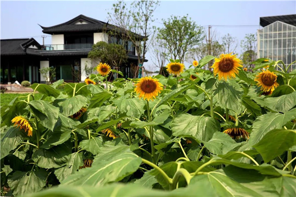 Scenery of sunflower field in Jiading