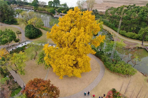 Ancient ginkgo tree in Jiading offers stunning views