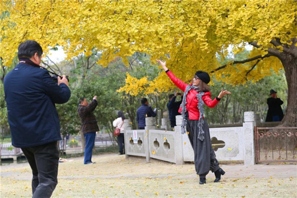 Ancient ginkgo tree in Jiading offers stunning views