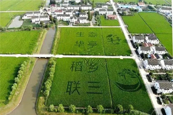 Jiading's Liansan village moves forward with rural vitalization