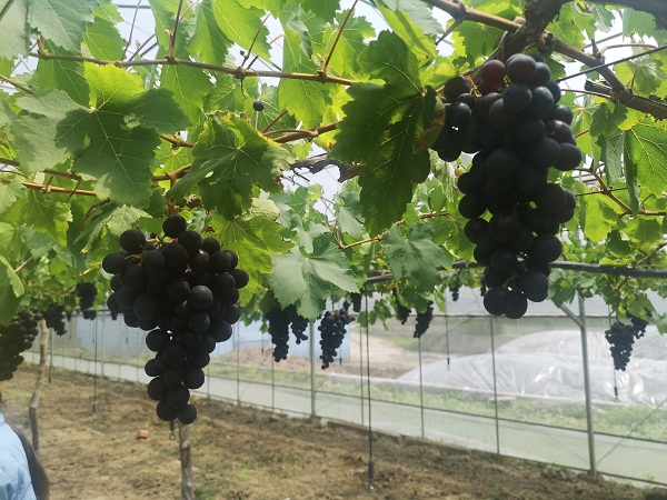 Malu grapes enter picking season