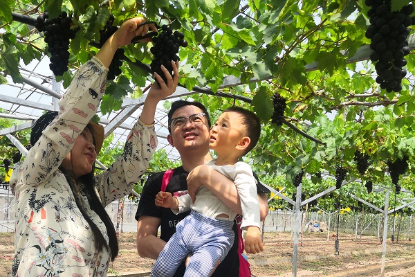 Malu grapes enter picking season