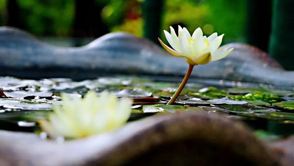 Mini lotus steals limelight at Guyi Garden show