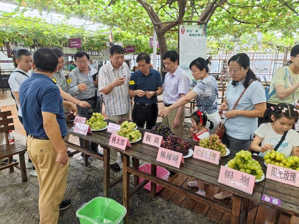 Malu Grape Theme Park showcases mid-late grapes