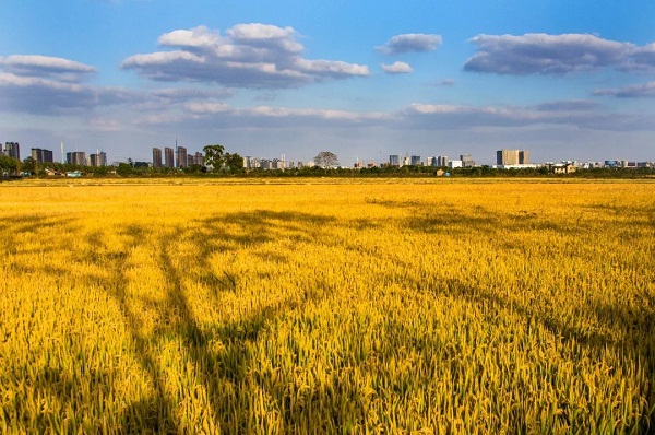 Beautiful Jiading in colorful autumn