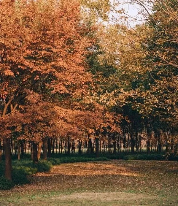 Picturesque autumn in Jiading