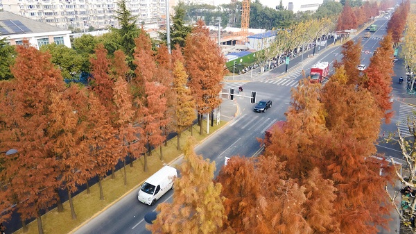 Reddish cypress trees set Jiading ablaze in late Dec